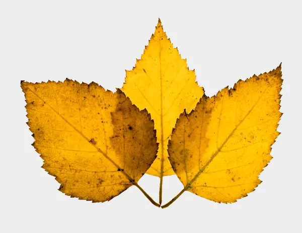 Drie Overlappende Berkenbladeren Felgele Herfstkleur Een Witte Achtergrond — Stockfoto