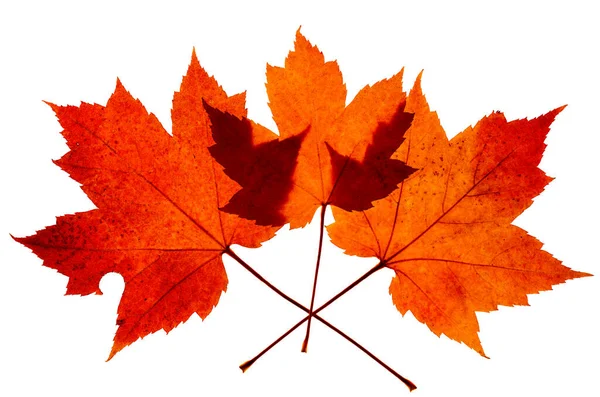 Três Folhas Bordo Vermelhas Sobrepostas Cor Brilhante Outono Mostrando Sinais — Fotografia de Stock