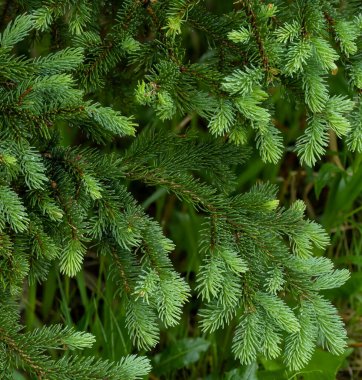 Yeşil çimenli arka planda parlak yeşil ladin dalları