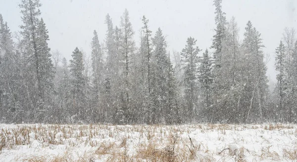 森林里下着大雪 前面是浅褐色的草地 — 图库照片