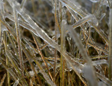 Kış fırtınasından sonra buzla kaplı sarı ve kahverengi çimenler. Sadece orta saha odaklı..