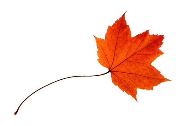 Outono Vermelho Singe Colorido Folha Bordo Com Uma Haste Muito — Fotografia de Stock