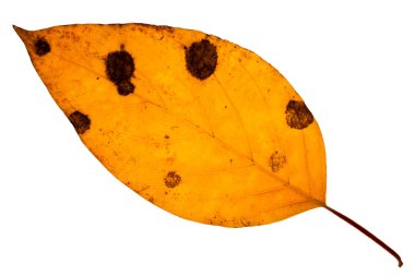 Çürüme belirtileriyle sarı sonbahar rengine dönüşen tek bir Dogwood iznine. Beyaz bir arkaplanda