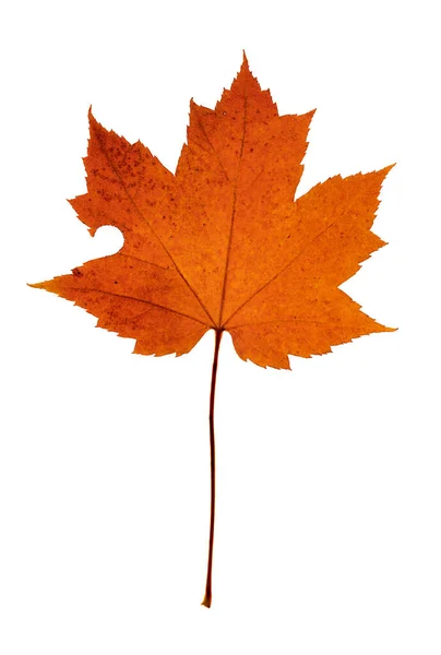 Single Red Natural Maple Leaf Hole Insect Damage White Background — Stock Photo, Image