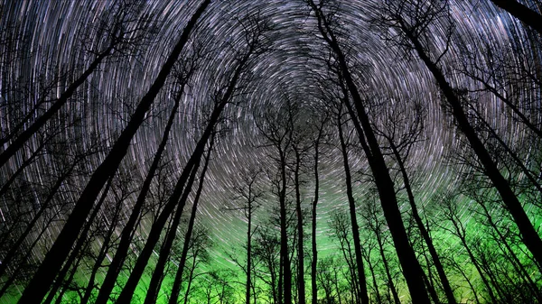 Looking Forest Trees Leaves Stary Sky Long Exposure Star Trail — Stock Photo, Image