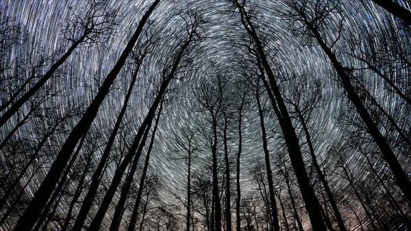 天空中 白杨树的轮廓后面长满了长长的曝光星星 视野开阔 — 图库照片