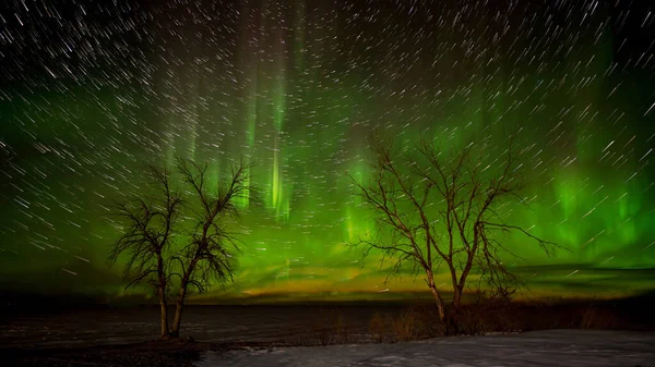 Bright Aurora Two Leafless Oak Trees Long Exposure Stars Creating — Stock Photo, Image