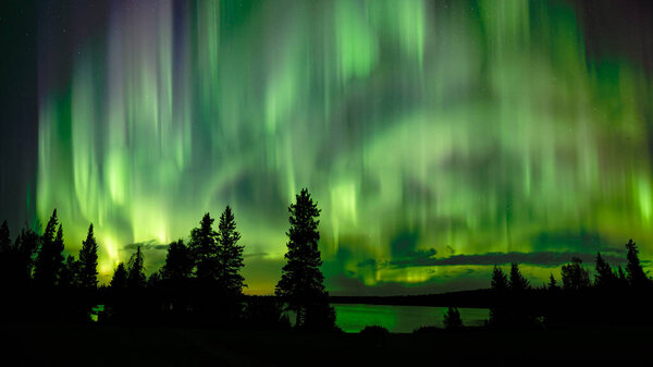 Very active Aurora above silhouettes of spruce trees and reflecting in a clam lake.