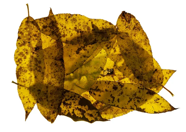 在白色的背景上 一组相互重叠的背光的秋色柳叶 — 图库照片