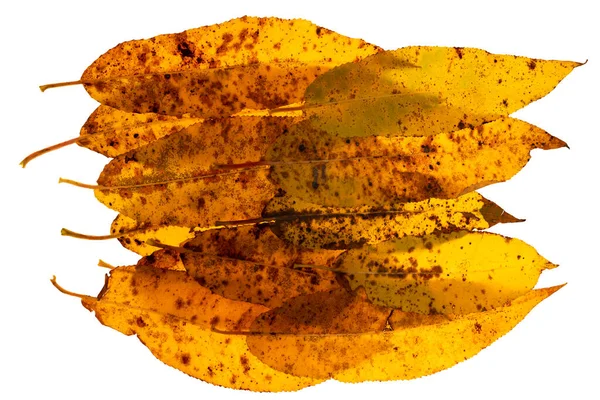 Grupa Żółtego Upadku Kolorowe Długie Wąskie Liście Które Podświetlone Białym — Zdjęcie stockowe