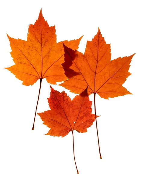 Three Bright Red Natural Maple Leaves Imitate Family Two Parents — Stock Photo, Image