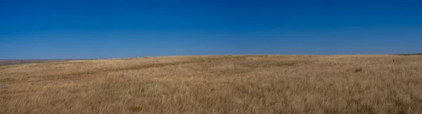 Minimalna Scena Jasnobrązowej Trawy Prerii Pod Bezchmurnym Błękitnym Niebem — Zdjęcie stockowe