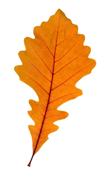 Detailliertes Bild Eines Einzelnen Orangefarbenen Eichenbaumblattes Mit Zwei Kleinen Löchern — Stockfoto