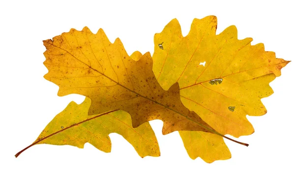 Twee Gele Herfst Gekleurde Eiken Bladeren Een Gekruiste Lay Out — Stockfoto