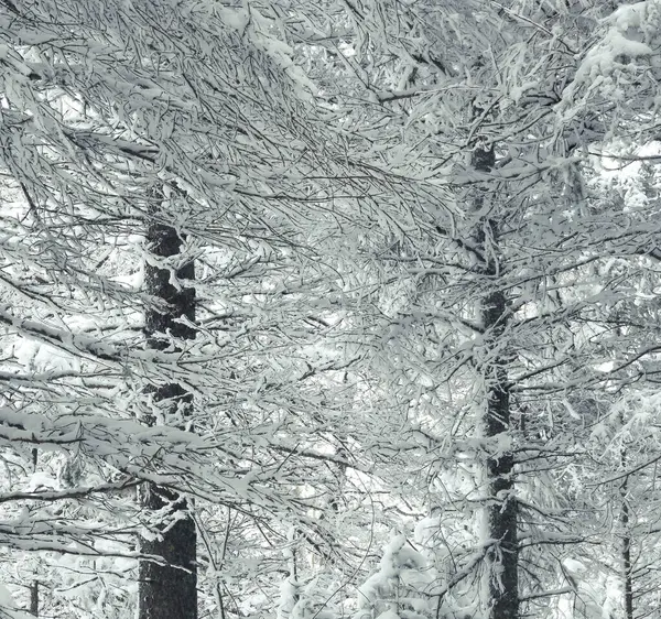 多くの雪の枝を持つ2つの雪の覆われた木の美しいアートスタイルのイメージ 黒と白のように見えますが 鉄と黄色の色合いがあります — ストック写真