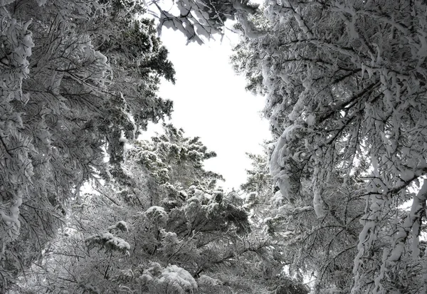直直地望着枝头上有大雪的云杉树 天空是浅灰色的 — 图库照片