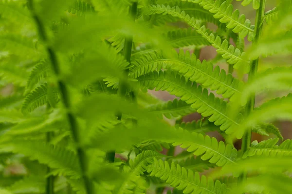 明亮的绿泉蕨类的闭合 前景蕨类不集中 中间地带集中 — 图库照片