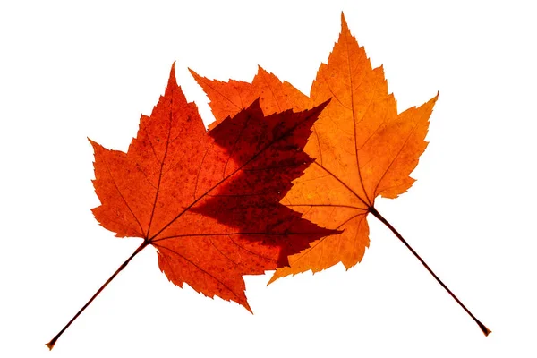 Two Overlapping Red Orange Colored Maple Leaves Autumn Color Signs — Stock Photo, Image