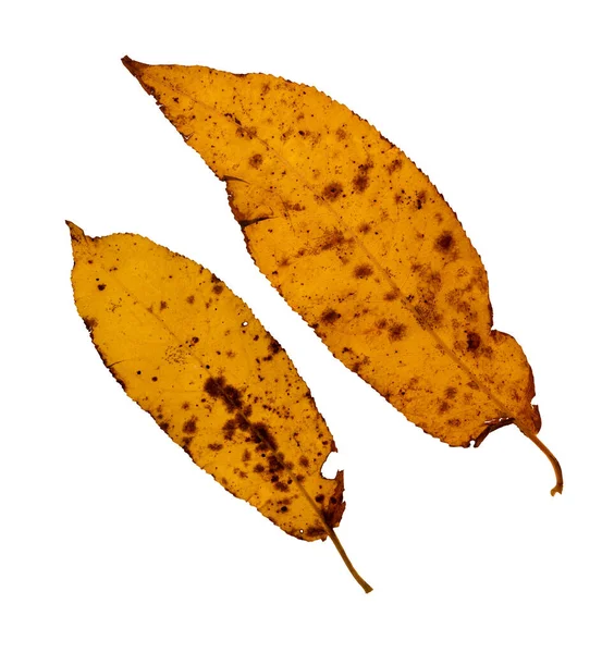 Twee Vergeelde Lange Smalle Herfst Gekleurde Bladeren Met Vlekken Van — Stockfoto