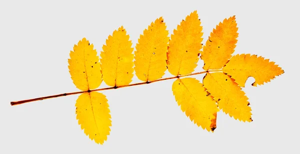 Único Grupo Folha Uma Árvore Rowan Ash Montanha Cor Amarela — Fotografia de Stock