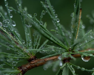 Tamarack şubesine yağmur damlaları düşsün. Larch olarak da bilinir. Damlacıklar mercek gibi davranıyorlar..