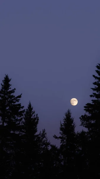 stock image Early evening full moon in a slate blue sky and framed by spruce and pine trees. Room for copy.