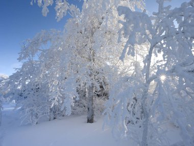 Ağaçlar ve çalılar, yoğun karla kaplı, ağaçların arasından parlayan güneş yıldızı ve parlak mavi gökyüzü..