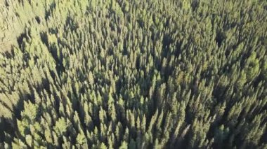 Sabahın erken saatlerinde güneşle aydınlatılan uzun, ince, yeşil ağaçlardan oluşan bir ormana bakan havadan. İnsansız hava aracı ilerliyor ve videonun sonunda yavaşlıyor..