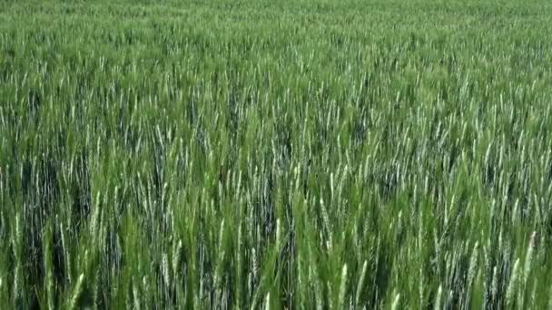 Jednoduchý Záběr Zeleného Pšeničného Pole Které Pomalu Kymácí Mírném Větru — Stock video
