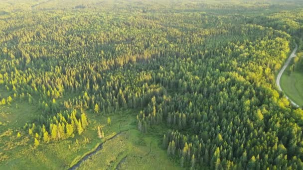 stock video Aerial high above and looking down on a vast forest as the early morning sun lights the treetops. The color of the trees starts as a bright yellowish green then fades to a more subtle color.