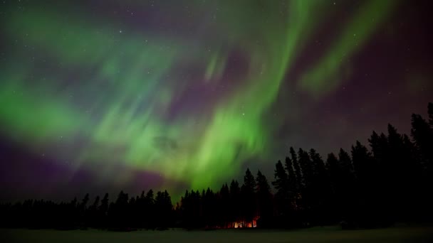 나무를 불빛이 빛나는 영원한 가득한 하늘에서 자주색 오로라에 화려한 북극광은 — 비디오