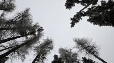 Kar kameraya doğru düşerken çam ve karaçam ağaçlarından oluşan bir ormana bakıyordum. Ağaçlar açık gri gökyüzüne karşı koyu gölgelerdir. Ağaçlar rüzgarda sallanıyor.