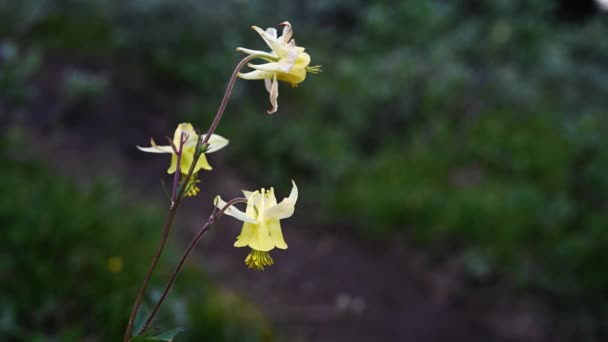 黄色い西のコロンビアの野生の花は 軽い風の中でゆっくりと動いています 背景は濃い緑色で 焦点を当てていない — ストック動画