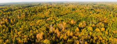 Parlak renkli bir sonbahar yaprak döken ormanın manzarası. İnce bir açık mavi gökyüzü şeridi. Çerçeveyi renkli ağaçlar doldurur.