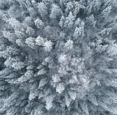Kalın bir kar tabakasıyla kaplı ladin ve çam ağaçlarından oluşan bir ormana bakan bir dron..
