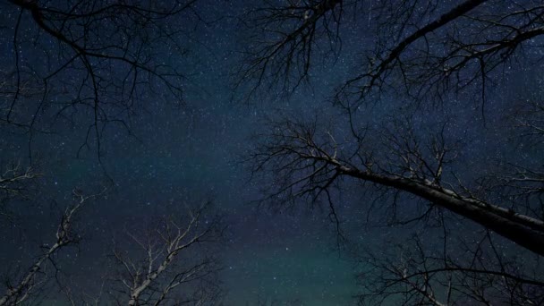 Vídeo Compuesto Lapso Tiempo Cielo Nocturno Estéril Detrás Grandes Árboles — Vídeo de stock