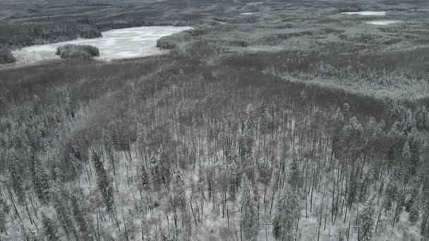 Вид Повітря Рухається Вперед Дивиться Вниз Сніговий Ліс Безлистяних Оси — стокове відео