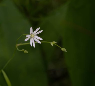 Tek bir beyaz renkli uzun yapraklı Starwort kır çiçeği. Bu bir tür vahşi Chickweed. Arka plan koyu yeşil ve odak dışı. Kopya için bolca yer var..