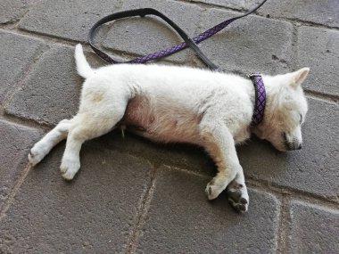 Küçük köpek yerde yatıyor ve uyuyor.