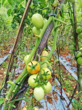 Batur Volcano 'daki sebze tarlası, Kintamani köyü, Bali