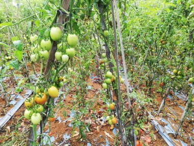 Batur Volcano 'daki sebze tarlası, Kintamani köyü, Bali