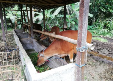 Köydeki tarlada duran iki Balili inek.