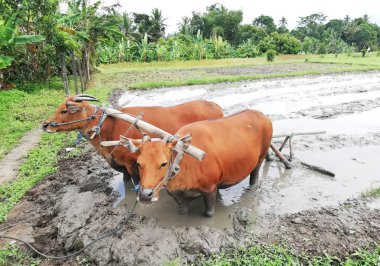 Köydeki tarlada duran iki Balili inek.