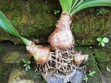 Yere kök salmış bir ev bitkisi.