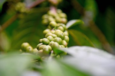 Yeşil renkli kahve meyveleri, ağaçta büyüme.
