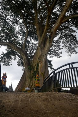 Balideki Tabanan naipliğinde büyük bir ağaç. Köyün ortasında 