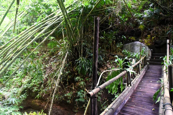 Bambu Ağacı Ormanda Vahşi Bir Şekilde Büyüyor — Stok fotoğraf