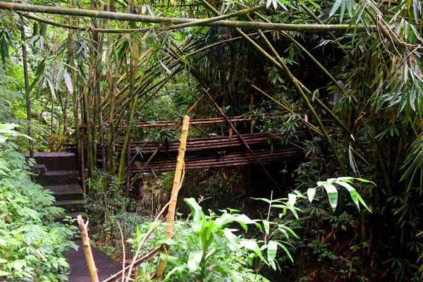 Croissance Des Bambous Sauvages Dans Jungle — Photo