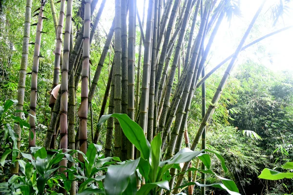 Croissance Des Bambous Sauvages Dans Jungle — Photo