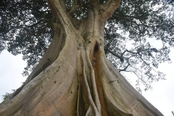 Wilder Großer Baum Tabanan Regentschaft Von Bali Bekannt Als Kayu — Stockfoto